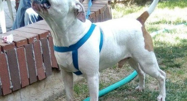 İzmir’de Pıtbull 4 Yaşındaki Çocuğun Kulağını Kopardı