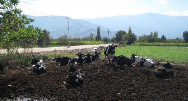 İzmir’de Sütün Yüzde 74’ü Küçük Menderes Havzasından