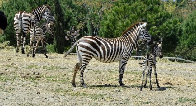 İzmir’in Zebraları 3’tü 5 Oldu