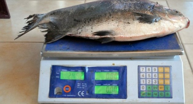 İznik Gölü’nde Balıkçı Ağına Pirana Takıldı