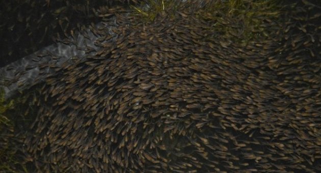 İznik Gölü’ne 100 Bin Yavru Sazan Bırakıldı