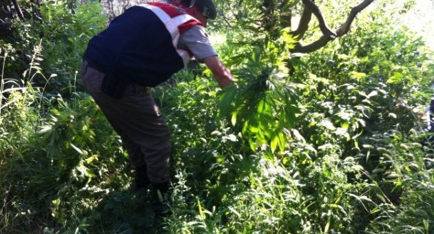 İznik’te Hint Keneviri Operasyonu