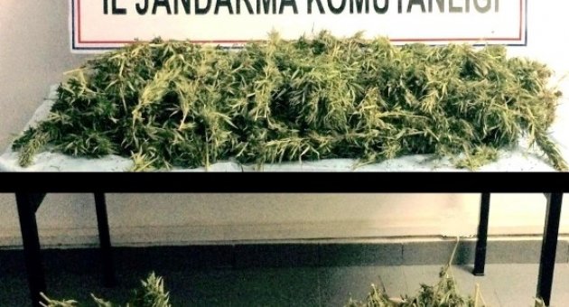Jandarmadan Uyuşturucu Operasyonları