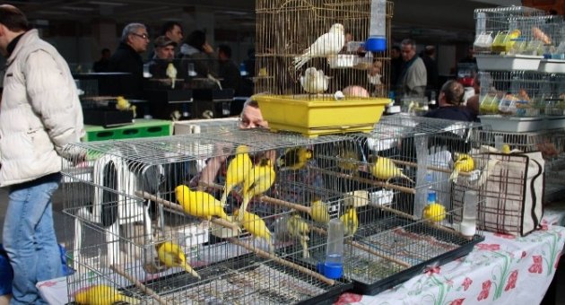 Kanarya Severler Bursa’da Buluştu