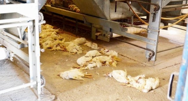 Kanatlı Hayvanlar Kuş Gribinden Ölmeye Devam Ediyor