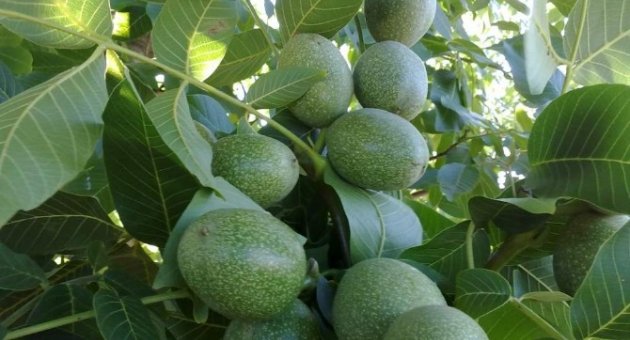 Karacabey Belediyesi’nden Fidan Dağıtımı