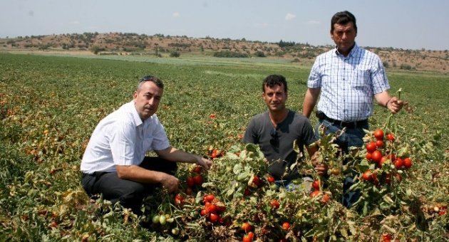 Karacabey’de Domates Hasadı Başladı