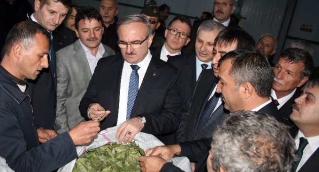 Karacabey’e Defne Kurutma Tesisi