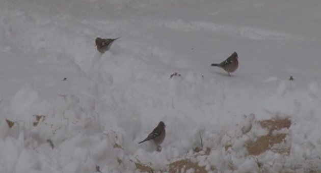 Karda Aç Kalan Hayvanlara 2 Ton Yem Bırakıldı