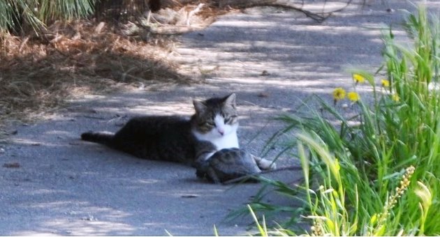 Kedi Ve Kaplumbağanın Şaşırtan Dostluğu