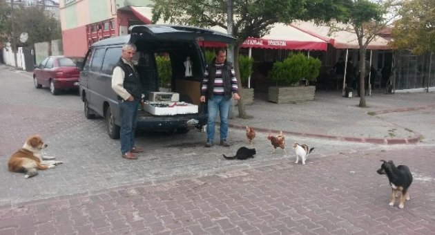 Kedi Ve Köpeklerin Balık Nöbetine Tavuklar Da Katıldı