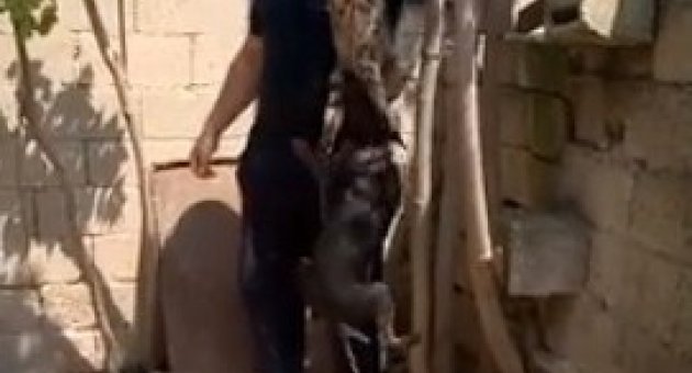 Kediye Yapılan İşkence Yürek Sızlattı