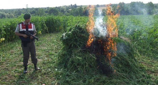 Kırklareli’de 115 Bin 500 Kök Hint Keneviri Ele Geçirildi