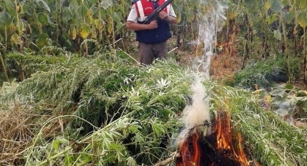 Kırklareli’de 120 Bin Kök Kenevir İmha Edildi