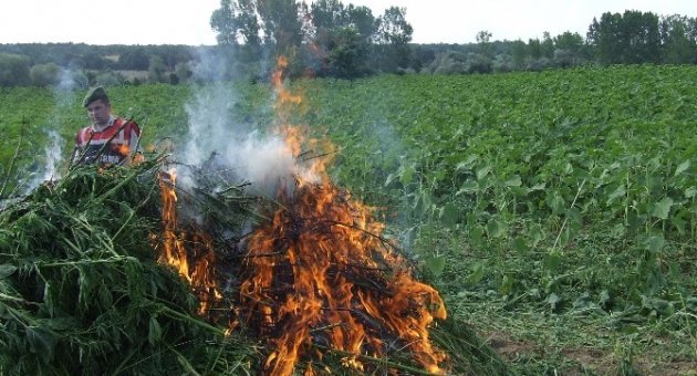 Kırklareli’de 55 Bin Kök Kenevir İmha Edildi