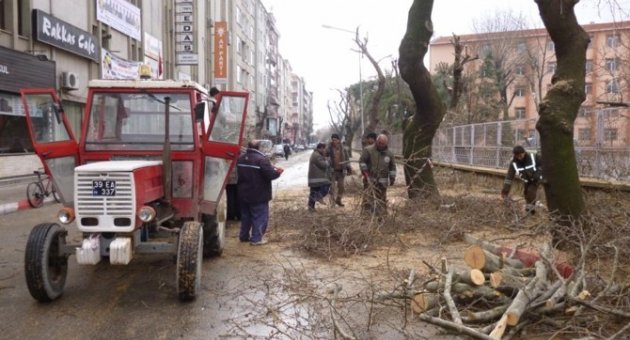Kırklareli’nde Ağaçlara Bakım Ve Budama Çalışması Yapılıyor