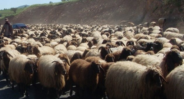 Kırklareli’nde Sürü Yönetimi Kursu