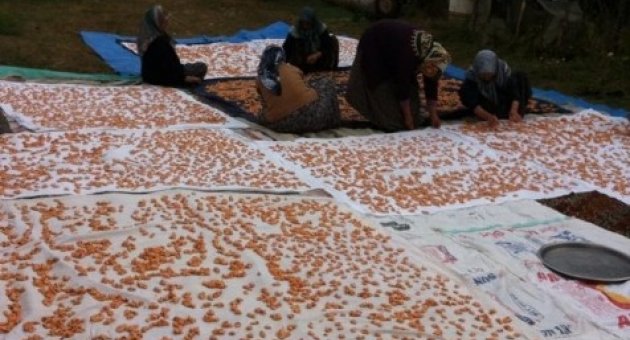 Kış Aylarının Vazgeçilmezi Olan Tarhana Hazırlıkları Başladı