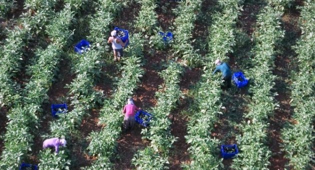 Kışlık Sebzeler Beklentileri Karşıladı