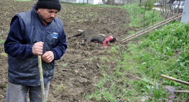 Kopan Elektrik Teli Büyükbaş Hayvanı Telef Etti