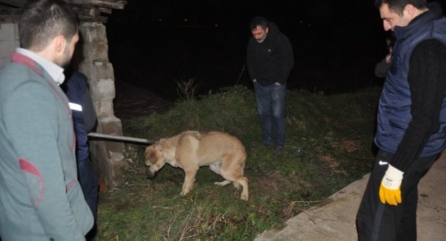 Köpeğe Çarpıp Kaçtı
