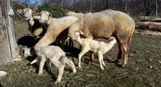 Köpek Hırsızları Vatandaşları Bezdirdi