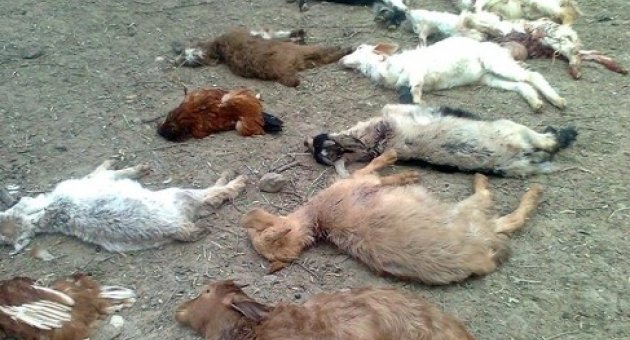 Köpekler Çitlikteki Hayvanları Parçaladı