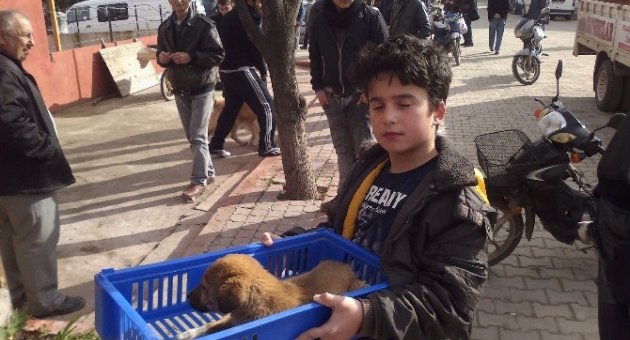 Köpekler Kuduz Tehlikesine Karşı Aşılanıyor