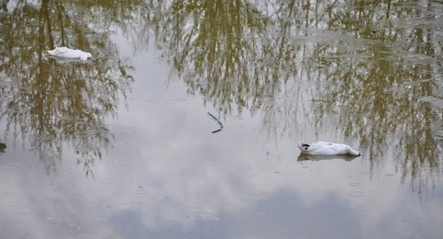 Kültürparkın Ördekleri Köpeklere Yem Oldu