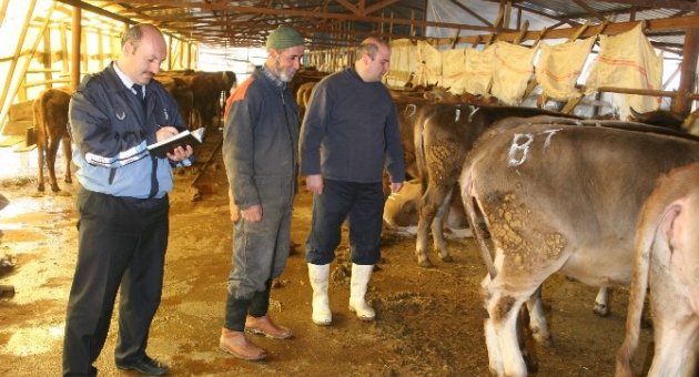 Kurban Alırken Gebe Hayvanlara Dikkat