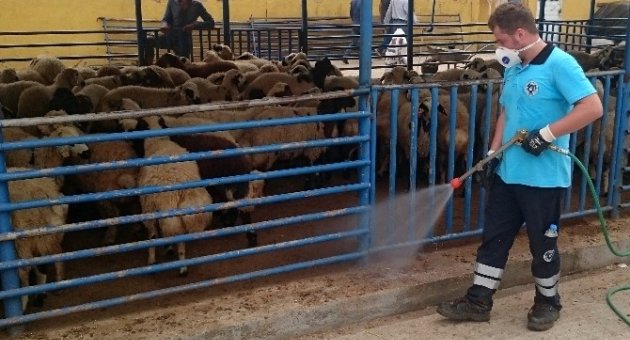 Kurban Pazarlarında Sinekle Mücadele