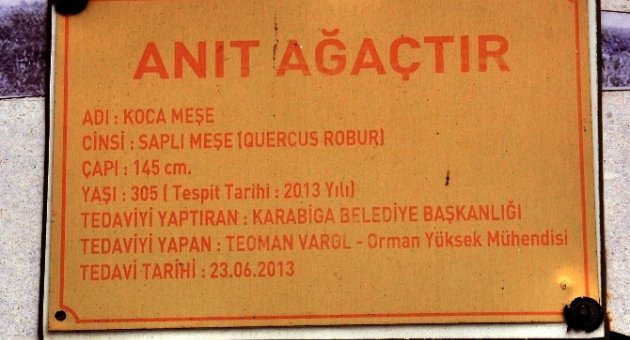 Kurumaya Başlayan Tarihi Meşe Ağacı Belde Halkını Üzüyor
