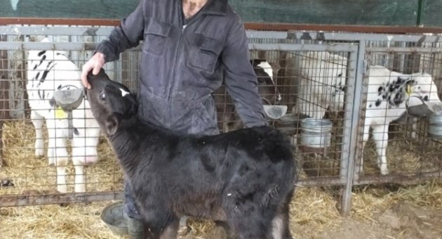Kuyruksuz Doğan Buzağı İlgi Odağı Oldu