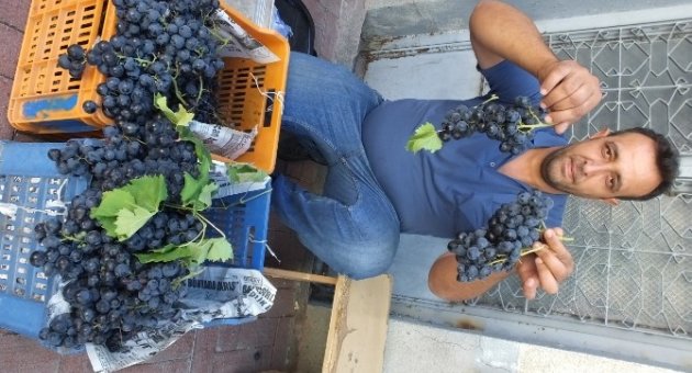 Kuyumcu’da Kozak Üzümü Geçim Kaynağı Oldu