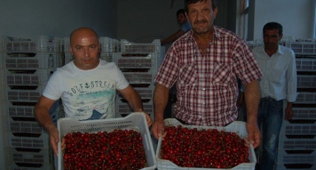 Lapseki Kirazı Almanya’ya İhraç Oluyor