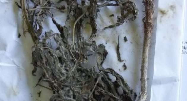 Lapseki’de Hint Keneviri Ele Geçirildi