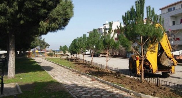 Lapseki’de Parklara Fıstık Çamı Dikiliyor