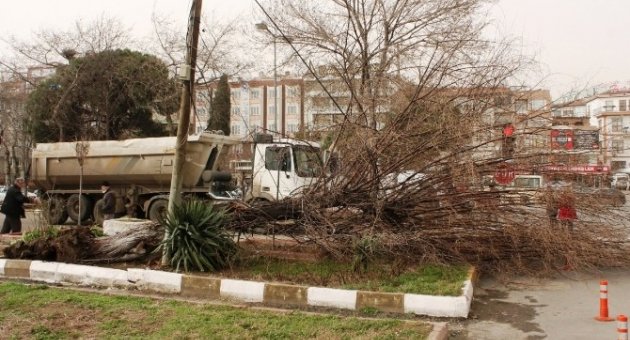 Lodos Tekirdağ’da Ağaçları Söktü, Tabelaları Kopardı