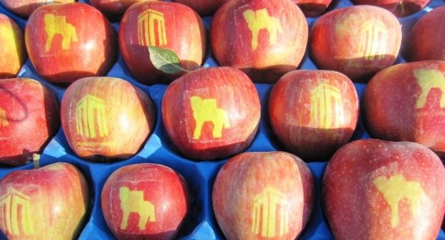 Logolu Elma Çalışmaları Sürüyor