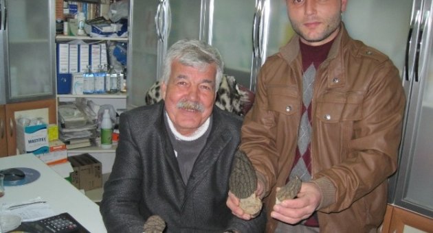Mantarın Kilosu 100 Liradan Satılıyor