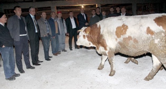 Manyaslı Çiftçilere 80 Düve Dağıtıldı