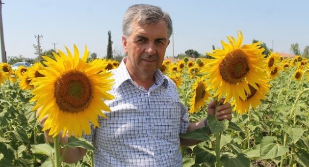 Manyas’ta Ayçiçeği Ekim Alanları Arttı