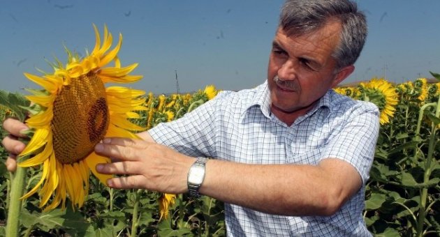 Manyas’ta Ayçiçeği Önalım Fiyatları Açıklandı