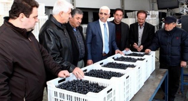 Marmarabirlik’te Rekolte Beyan Dönemi Başlıyor