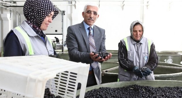 Marmarabirlik’ten Organik Zeytin
