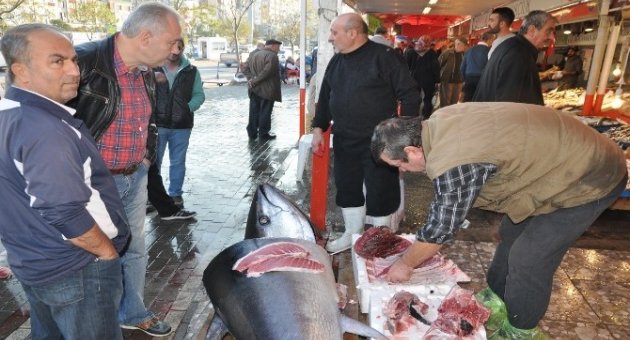 Marmara’da 220 Kiloluk Orkinos Yakalandı