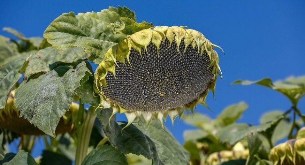 May Tohum Ayçiçeği İhracat Portföyünü Büyütmeye Devam Ediyor