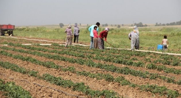 Mevsimlik İşçi Ücretleri Arttı