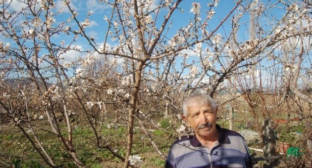 Meyve Ağaçları Lodosun Ardından Çiçek Açtı