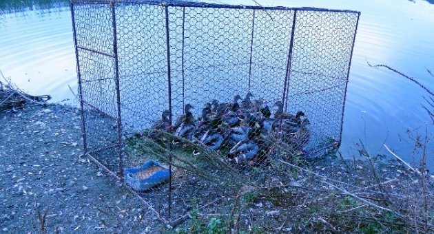 Milli Park Ekipleri Kaçak Avcılara Göz Açtırmıyor